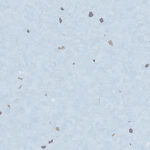 Eclipse PASTEL SKY BLUE 0079